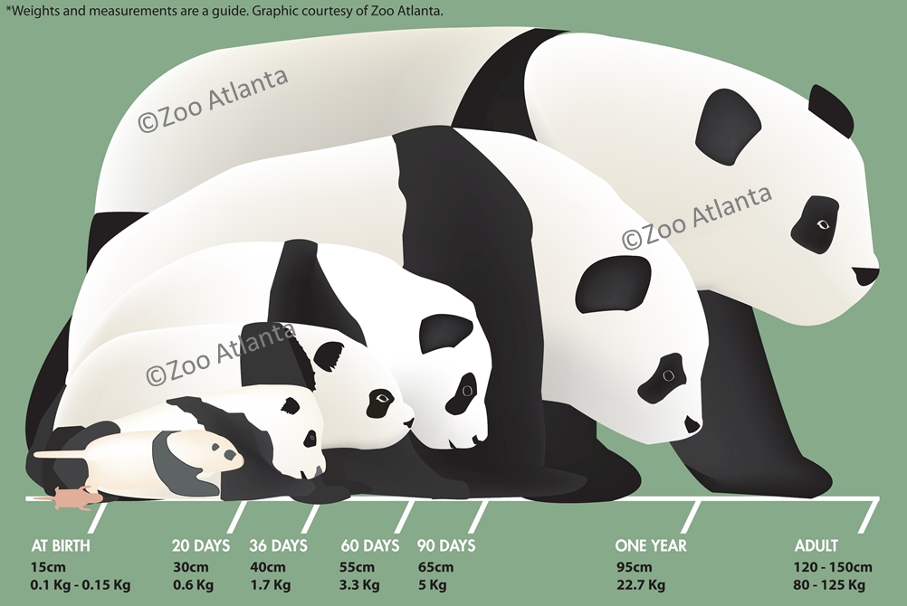 Giant Panda Life Cycle